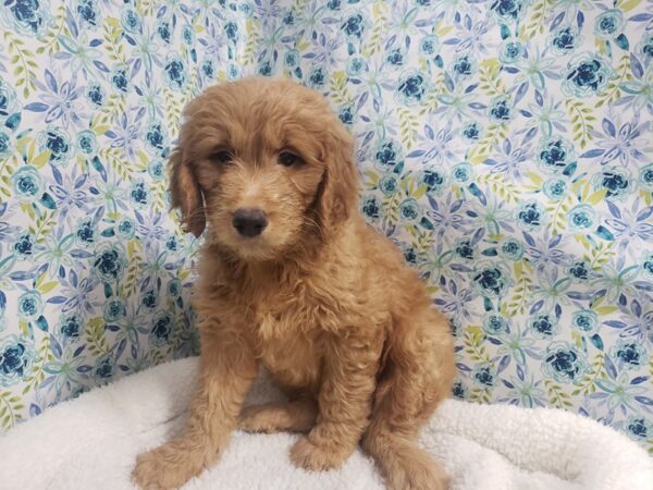 Golden Doodle DOG Male Red 4972 Petland San Antonio, TX