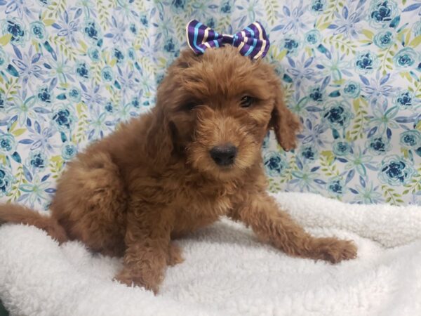 Golden Doodle DOG Female red 4973 Petland San Antonio, TX