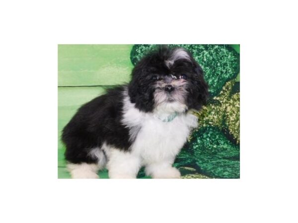 Shih Tzu DOG Female Black & White 8099 Petland San Antonio, TX