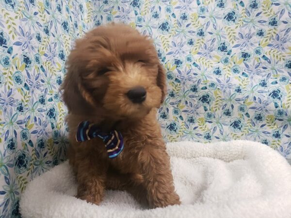 Golden Doodle DOG Male red 4971 Petland San Antonio, TX