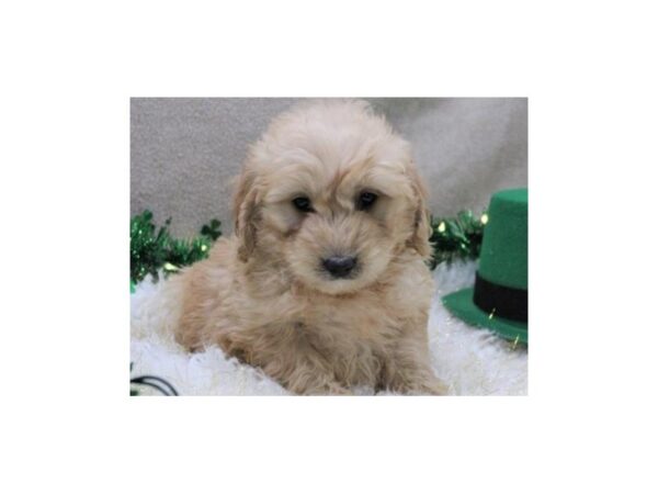 Miniature Goldendoodle DOG Male Golden 8104 Petland San Antonio, TX