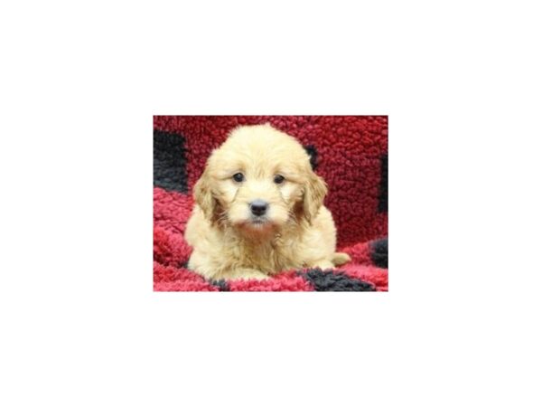 Miniature Goldendoodle DOG Female Golden 8103 Petland San Antonio, TX