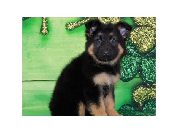 German Shepherd DOG Female Black & Tan 8102 Petland San Antonio, TX