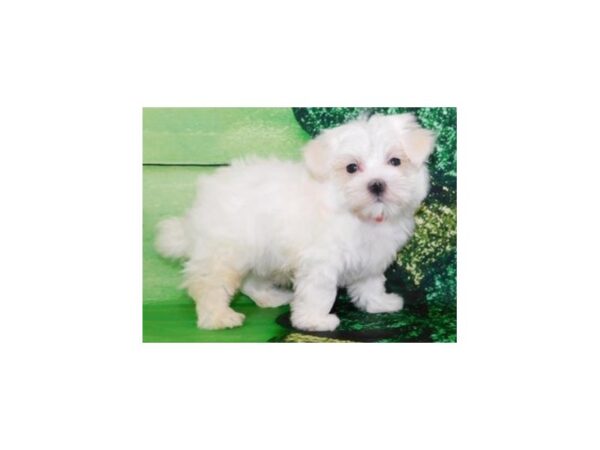 Maltese DOG Male White 8101 Petland San Antonio, TX