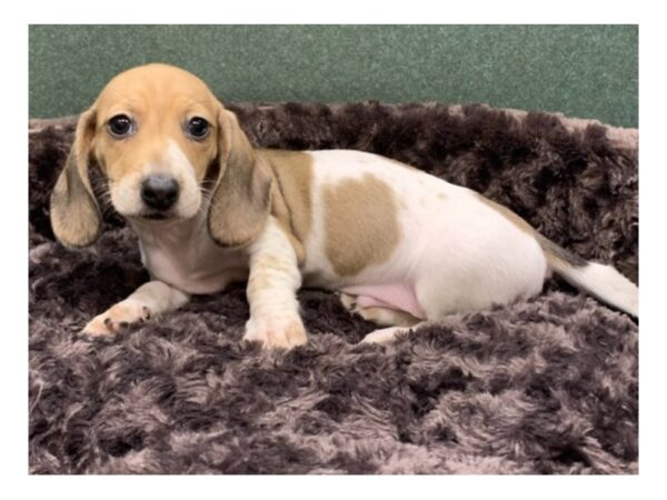 Dachshund-DOG-Male-Shaded Cream Piebald-8097-Petland San Antonio, TX