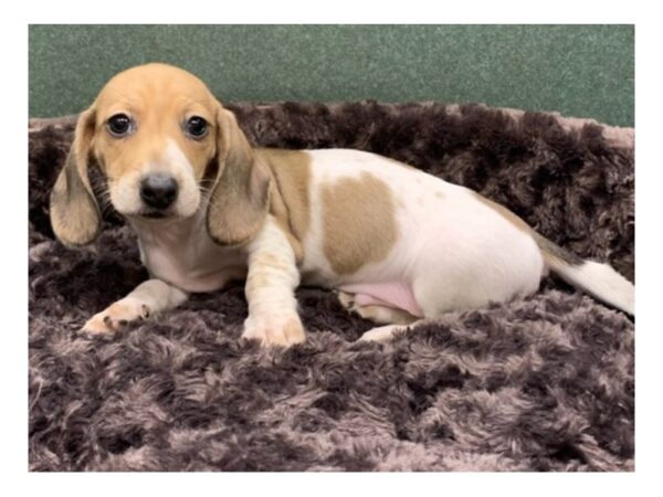 Dachshund DOG Male Shaded Cream Piebald 8097 Petland San Antonio, TX