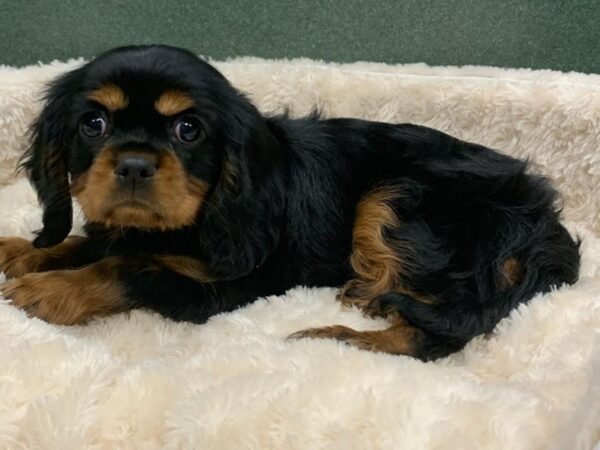 Cavalier King Charles Spaniel-DOG-Male-Black Tan & White-8100-Petland San Antonio, TX