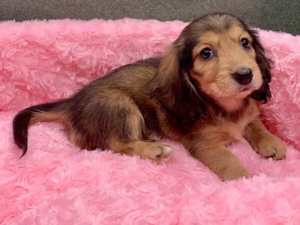 Dachshund DOG Female Shaded Cream Long Hair 8098 Petland San Antonio, TX