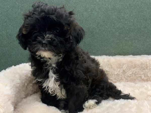 Teddy Bear-DOG-Male-Black-8105-Petland San Antonio, TX