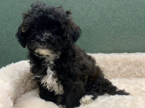 Teddy Bear DOG Male Black 8105 Petland San Antonio, TX