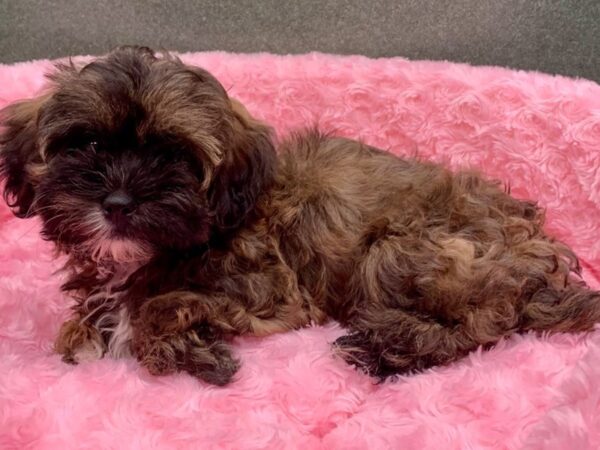Teddy Bear-DOG-Female-Brindle-8106-Petland San Antonio, TX