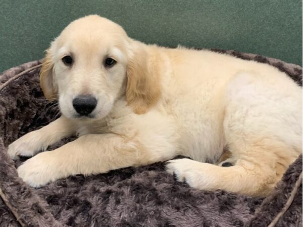 Golden Retriever DOG Male Golden 8107 Petland San Antonio, TX