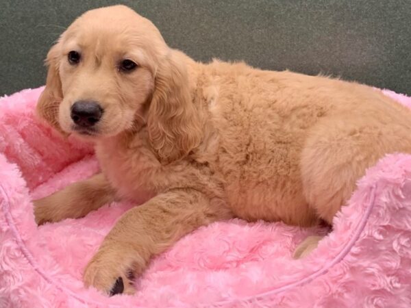 Golden Retriever DOG Female Golden 8108 Petland San Antonio, TX