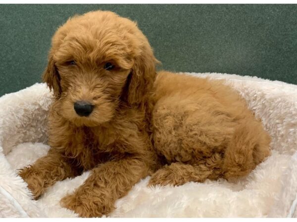 Goldendoodle DOG Male Red 8109 Petland San Antonio, TX