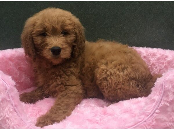 Goldendoodle-DOG-Female-Red-8110-Petland San Antonio, TX
