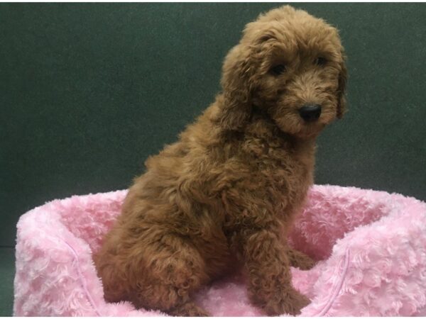 Goldendoodle DOG Female Red 8111 Petland San Antonio, TX