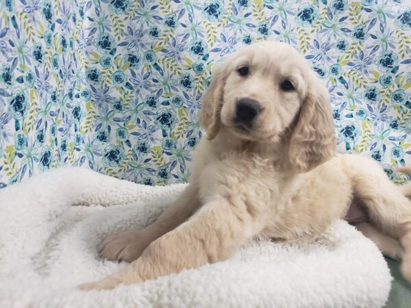 Golden Retriever-DOG-Female-lgt cr-4977-Petland San Antonio, TX