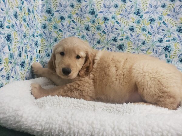 Golden Retriever-DOG-Male-red-4976-Petland San Antonio, TX