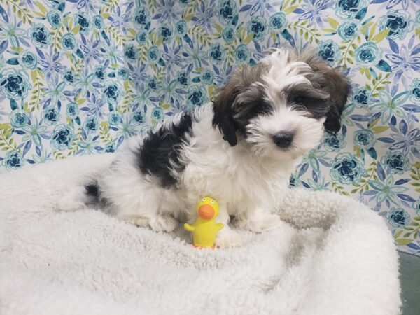 Hava Poo DOG Male brdl & wh 4974 Petland San Antonio, TX