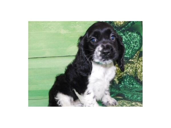 Cocker Spaniel DOG Female Black & White 5008 Petland San Antonio, TX