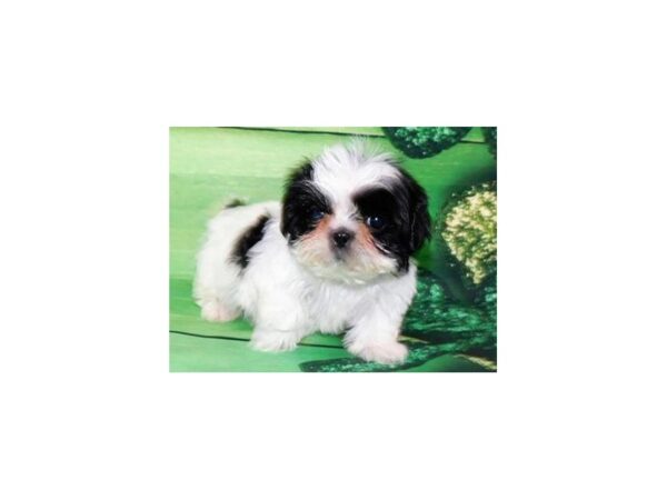 Shih Tzu DOG Female Black & White 5002 Petland San Antonio, TX