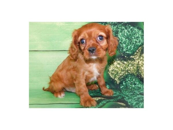 Cavalier King Charles Spaniel DOG Male Ruby 5001 Petland San Antonio, TX