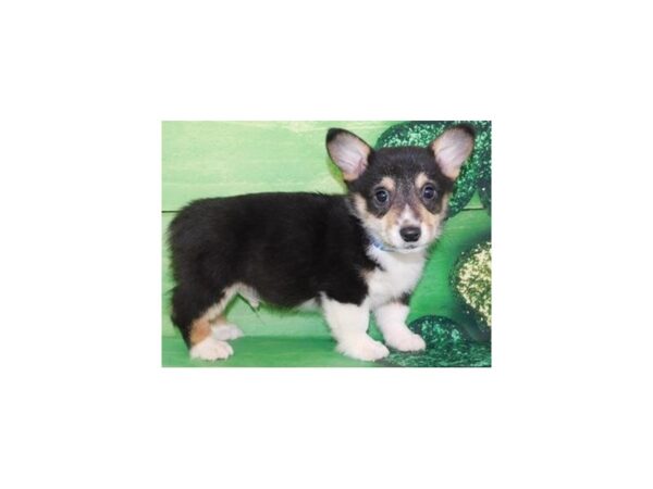Pembroke Welsh Corgi-DOG-Male-Black White & Tan-4996-Petland San Antonio, TX