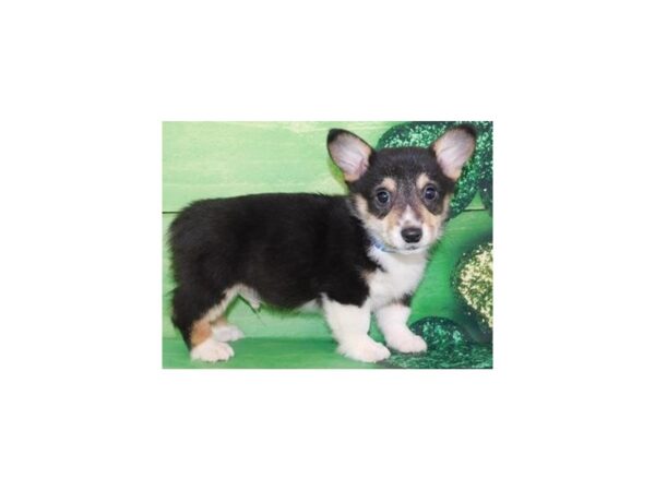 Pembroke Welsh Corgi DOG Male Black White & Tan 4996 Petland San Antonio, TX