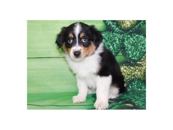 Miniature American Shepherd DOG Female Black & White 5000 Petland San Antonio, TX