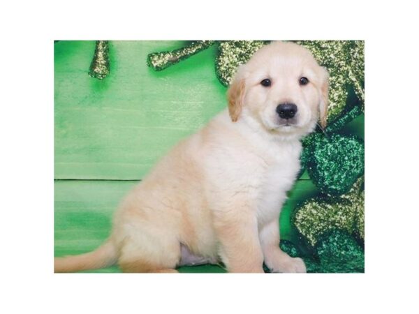 Golden Retriever DOG Male Golden 8130 Petland San Antonio, TX