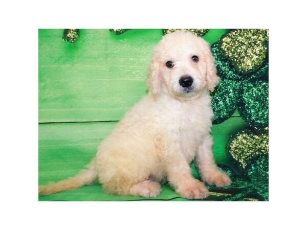 Goldendoodle DOG Male Golden 8131 Petland San Antonio, TX