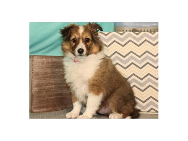 Shetland Sheepdog-DOG-Male-Sable & White-8129-Petland San Antonio, TX