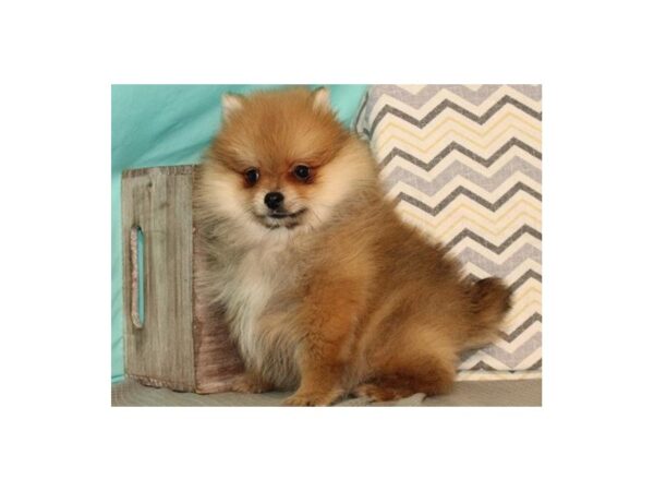 Pomeranian DOG Male Orange 4999 Petland San Antonio, TX