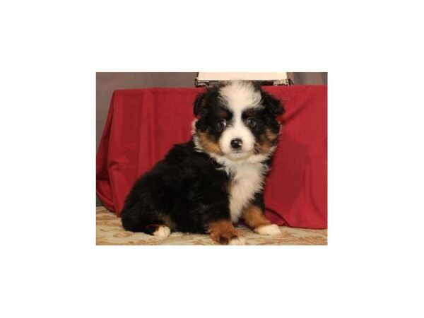 Miniature Australian Shepherd DOG Male Black & White 5007 Petland San Antonio, TX