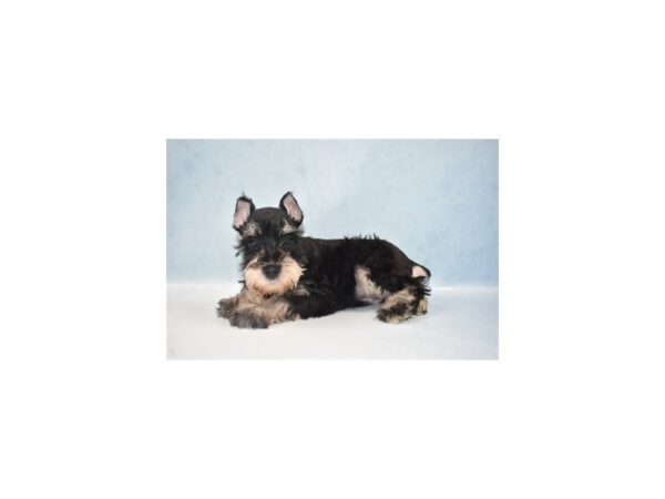 Miniature Schnauzer DOG Male Black and Silver 4988 Petland San Antonio, TX