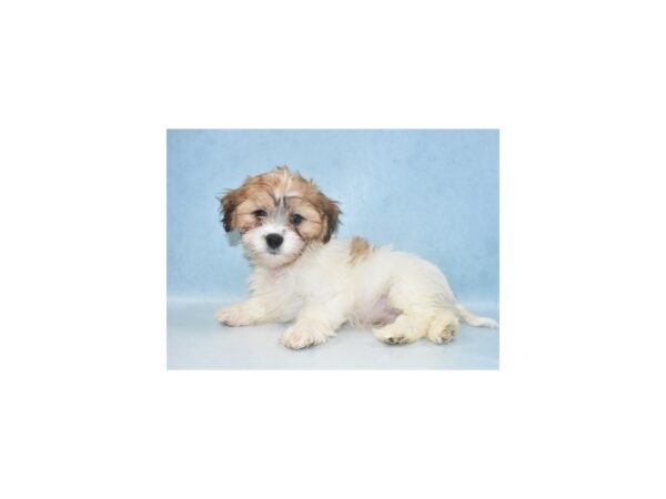 Teddy Bear DOG Male Gold and White 4989 Petland San Antonio, TX