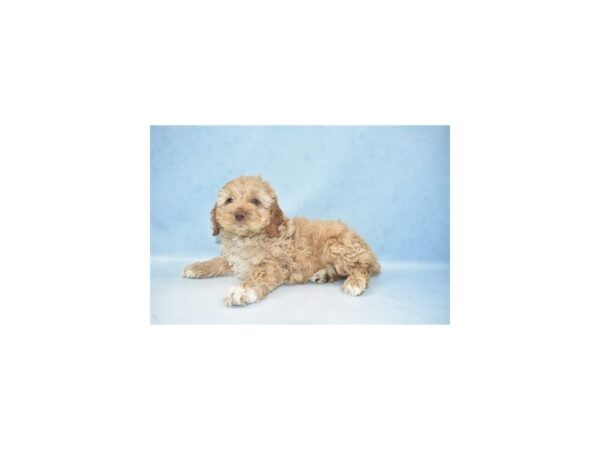 Cockapoo DOG Male Golden 4986 Petland San Antonio, TX