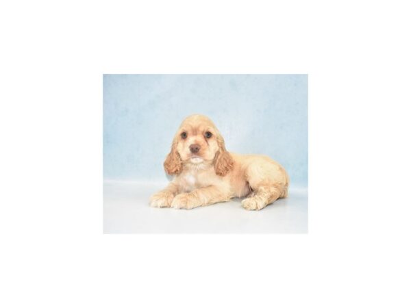 Cocker Spaniel DOG Male Buff 8114 Petland San Antonio, TX