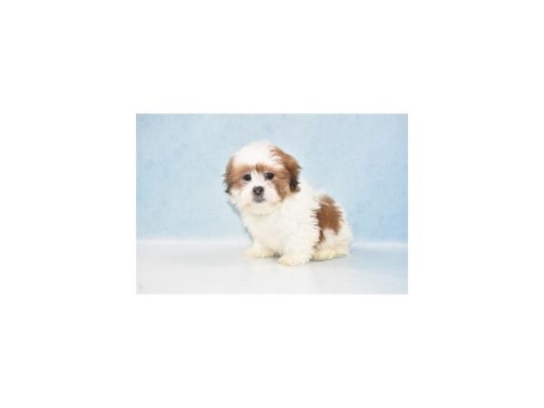 Lhasa Apso-DOG-Male-Red Gold-8115-Petland San Antonio, TX