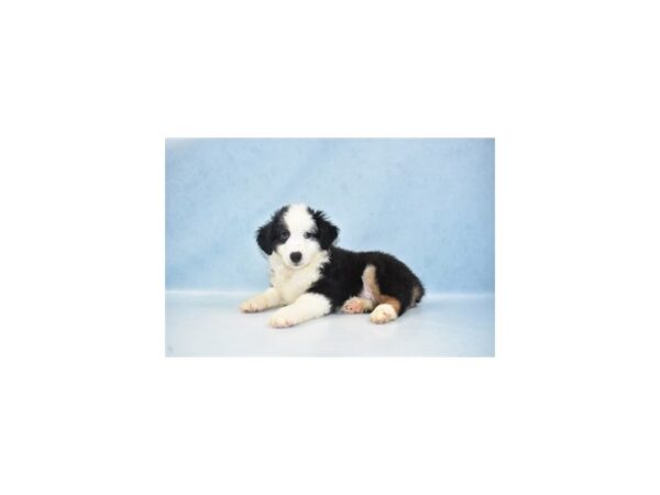 Miniature Australian Shepherd DOG Male Black White and Brown 4987 Petland San Antonio, TX