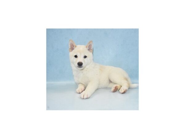 Shiba Inu DOG Female Cream 8118 Petland San Antonio, TX