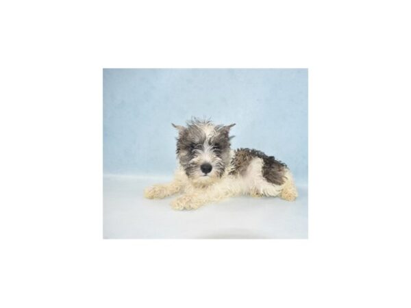 Miniature Schnauzer DOG Male Salt and Pepper 8117 Petland San Antonio, TX