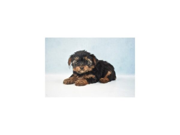 Yorkshire Terrier DOG Male Black and Tan 4990 Petland San Antonio, TX