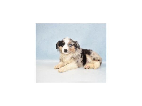 Miniature Australian Shepherd DOG Female Blue Merle White and Tan 8116 Petland San Antonio, TX