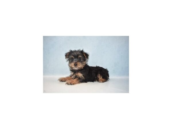 Yorkshire Terrier DOG Female Black and Tan 8119 Petland San Antonio, TX