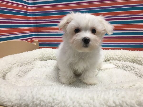 Maltese DOG Male white 4978 Petland San Antonio, TX