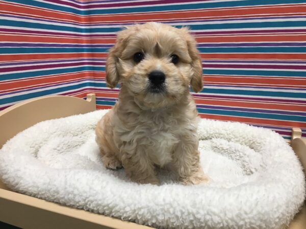 Cavachon-DOG-Male-cr-4979-Petland San Antonio, TX