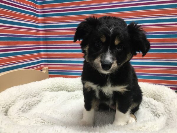 Miniature Australian Shepherd DOG Male blk tri 4980 Petland San Antonio, TX