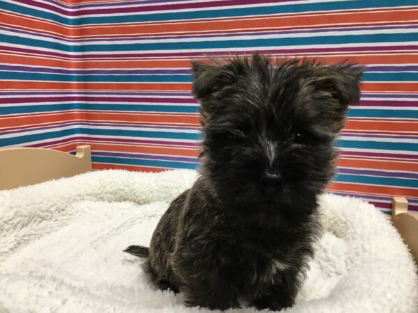 Cairn Terrier DOG Male whtn 4991 Petland San Antonio, TX