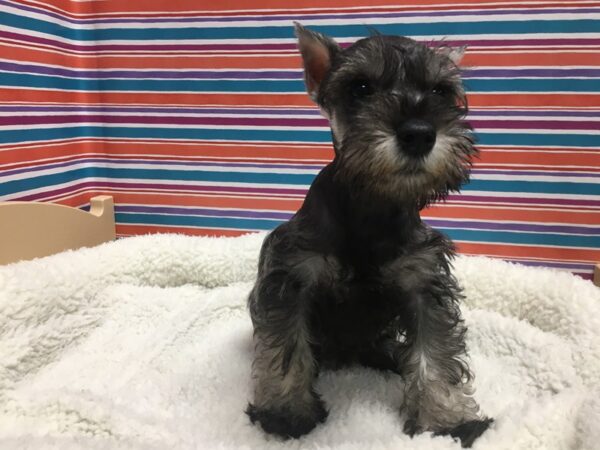 Miniature Schnauzer DOG Female slt & ppr 4992 Petland San Antonio, TX